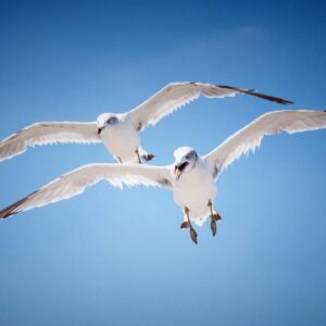 Rocky Mountain Arsenal - Seagulls in Slow Motion