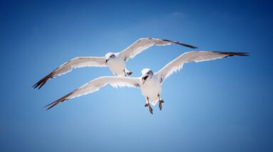 Rocky Mountain Arsenal - Seagulls in Slow Motion